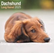 Dachshund Longhaired Square Wall Calendar 2025