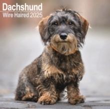 Wirehaired Dachshund Calendar 2025 Square Dog Breed Wall Calendar - 16 Month