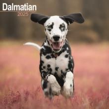 Dalmatian Square Wall Calendar 2025