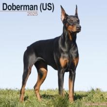 Doberman (Us) Calendar 2025 Square Dog Breed Wall Calendar - 16 Month