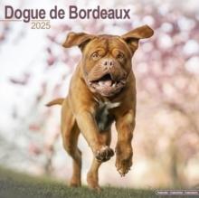 Dogue De Bordeaux Calendar 2025 Square Dog Breed Wall Calendar - 16 Month