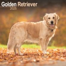 Golden Retriever Square Wall Calendar 2025