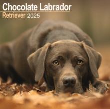 Chocolate Labrador Retriever Calendar 2025 Square Dog Breed Wall Calendar - 16 Month