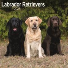 Labrador Retrievers Square Wall Calendar 2025