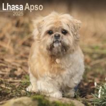 Lhasa Apso Square Wall Calendar 2025