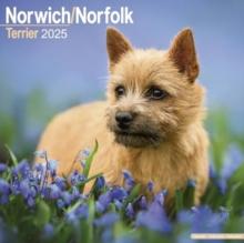 Norwich/Norfolk Terrier Calendar 2025 Square Dog Breed Wall Calendar - 16 Month