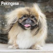 Pekingese Calendar 2025 Square Dog Breed Wall Calendar - 16 Month