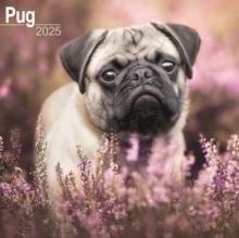 Pug Square Wall Calendar 2025