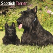 Scottish Terrier Square Wall Calendar 2025