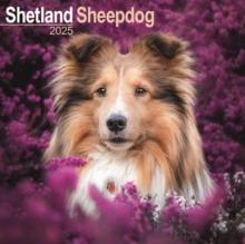 Shetland Sheepdog Calendar 2025 Square Dog Breed Wall Calendar - 16 Month