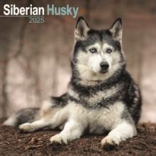 Siberian Husky Square Wall Calendar 2025