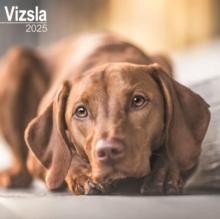 Vizsla Square Wall Calendar 2025