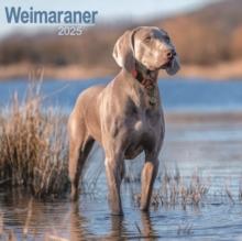 Weimaraner Square Wall Calendar 2025