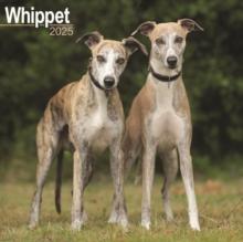 Whippet Square Wall Calendar 2025