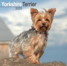 Yorkshire Terrier Calendar 2025 Square Dog Breed Wall Calendar - 16 Month