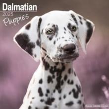 Dalmatian Puppies Calendar 2025 Square Dog Puppy Breed Wall Calendar - 16 Month