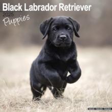 Black Labrador Puppies Calendar 2025 Square Dog Puppy Breed Wall Calendar - 16 Month