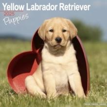 Yellow Labrador Puppies Calendar 2025 Square Dog Puppy Breed Wall Calendar - 16 Month