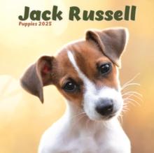 Jack Russell Puppies Square Mini Calendar 2025