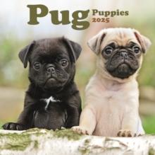 Pug Puppies Square Mini Calendar 2025