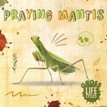 Praying Mantis