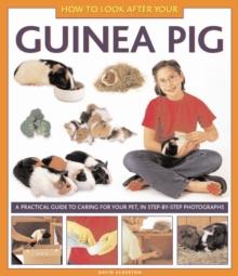 How To Look After Your Guinea Pig