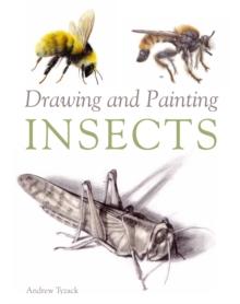 Drawing and Painting Insects