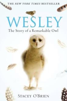 Wesley : The Story of a Remarkable Owl