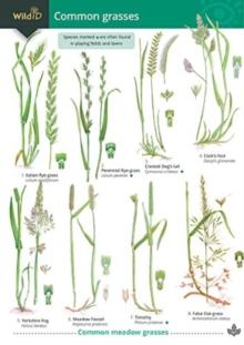 Guide to Common Grasses