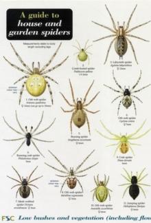 A Guide to House and Garden Spiders