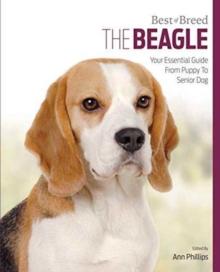 Beagle : Best of Breed