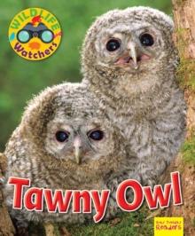 Wildlife Watchers: Tawny Owl