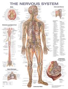 The Nervous System Anatomical Chart