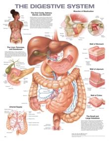 The Digestive System Anatomical Chart