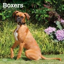 Boxers International Edition 2025 Square