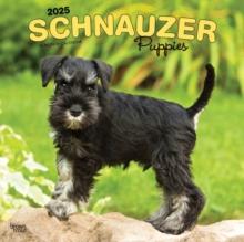 Schnauzer Puppies 2025 Square Wrap