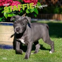 Staffordshire Bull Terrier Puppies 2025