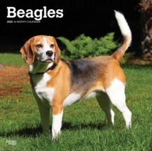 Beagles 2025 Square Wrap