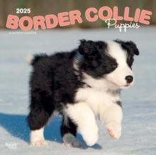 Border Collie Puppies 2025 Square Wrap