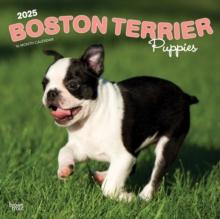 Boston Terrier Puppies 2025 Square Wrap