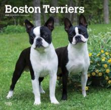 Boston Terriers 2025 Square Wrap