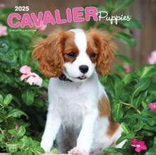 Cavalier King Charles Spaniel Puppies 20