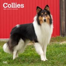 Collies 2025 Square Wrap