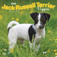 Jack Russell Terrier Puppies 2025 Square