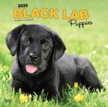 Labrador Retriever Puppies Black 2025 Sq