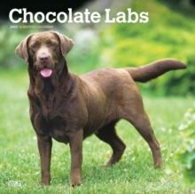 Labrador Retrievers Chocolate 2025 Squar