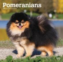 Pomeranians 2025 Square Wrap