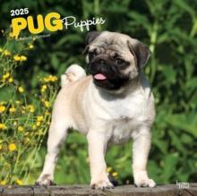 Pug Puppies 2025 Square Wrap