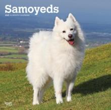 Samoyeds 2025 Square Wrap