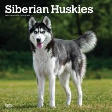 Siberian Huskies 2025 Square Wrap